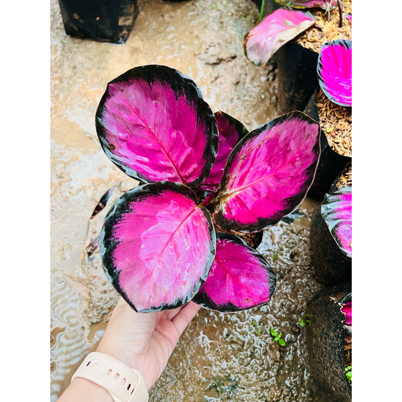 คล้าคริมสัน สีชมพูสดใส(ส่งแบบถุง)