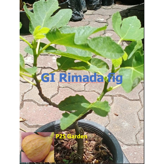 ต้น มะเดื่อฝรั่ง GI Rimada เสียบยอดตอป่าอิตาลี ผลลาย สวย และ ดกมาก Green Ischia Rimada fig tree