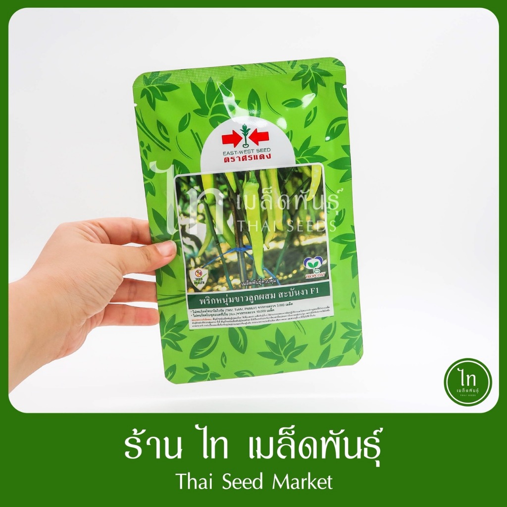 พริกหนุ่มขาว สะบันงา เมล็ดพันธุ์ พริกหนุ่ม ลูกผสม ตรา ศรแดง บรรจุ 50 กรัม (ล๊อตใหม่บรรจุใส่ถุง)