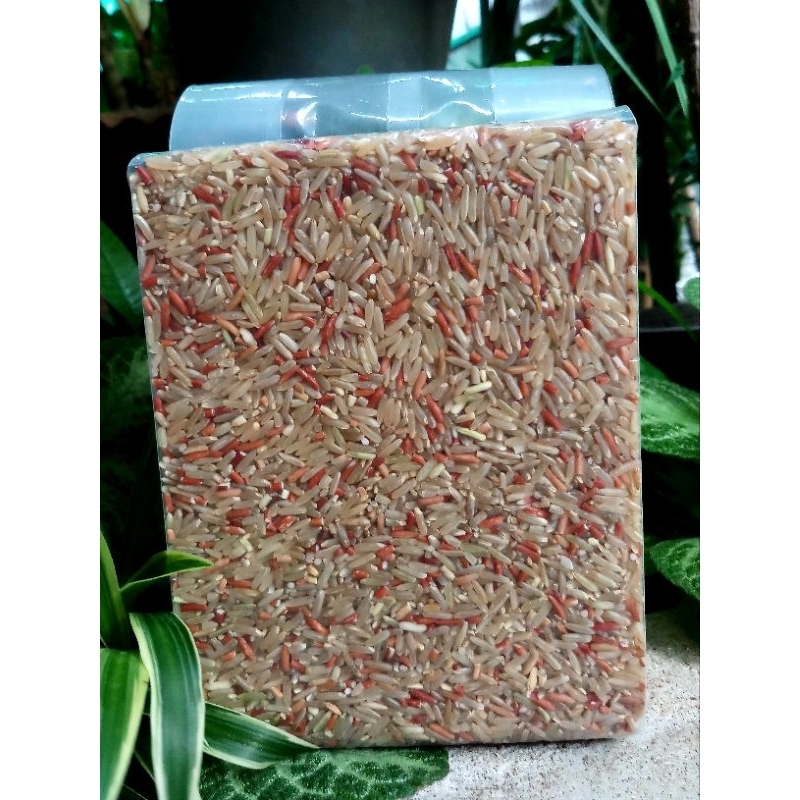 ข้าวกล้อง กข 43 ผสม ข้าวกล้องสังข์หยด