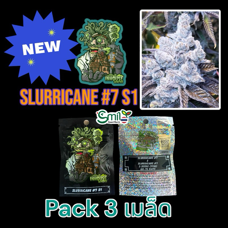 เมล็ดกัญชา Slurricane #7 S1 (Fem) - In House Genetics ยอดนิยม*