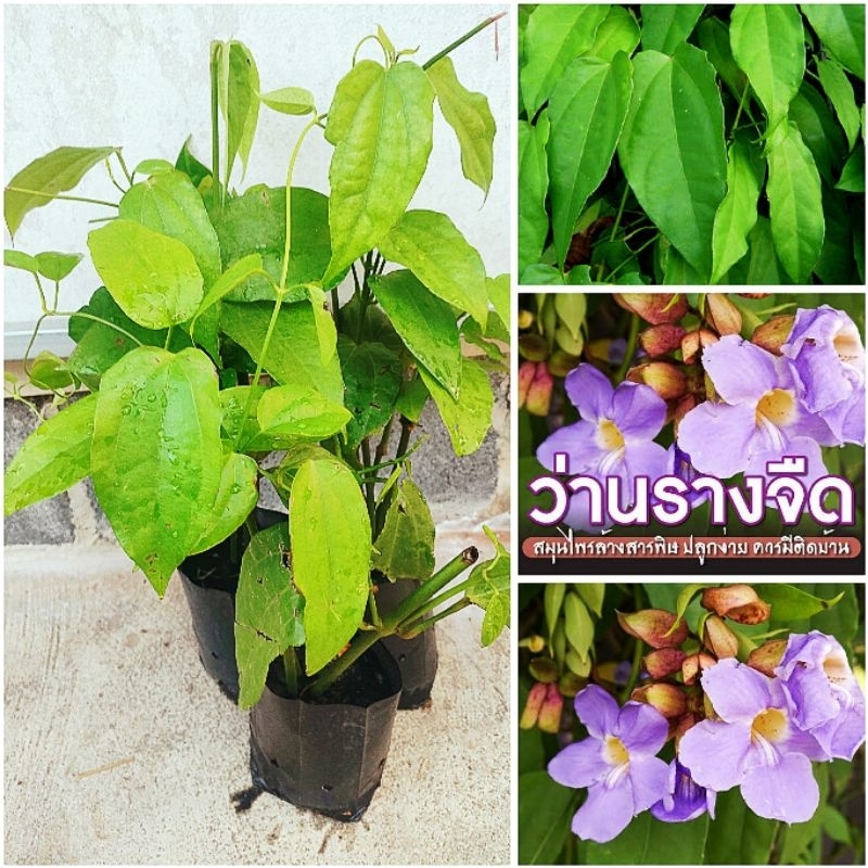 ต้นรางจืด สมุนไพรล้างสารพิษ ดอกสวยปลูกประดับได้ ต้นพันธุ์เเข็งเเรงพร้อมปลูก สินค้าเสียหายยินดีเคลมฟรี