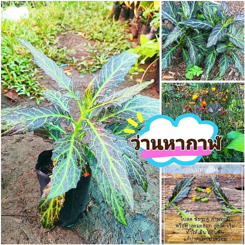 ต้นว่านมหากาฬ สมุนไพรรักษาสะเก็ดเงิน เริม ขับพิษร้อนใน รักษางูสวัด สมุนไพรโบราณ  สินค้าเสียหายยินดีเคลมฟรี