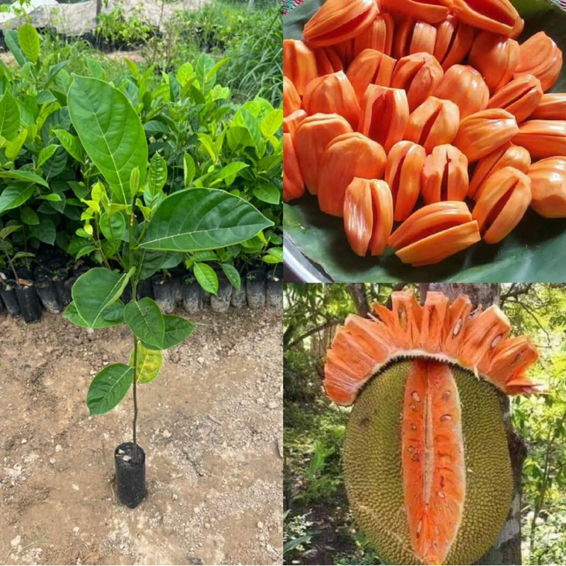 ขนุนแดงสุริยา (เพาะเมล็ด) 4ต้น100฿