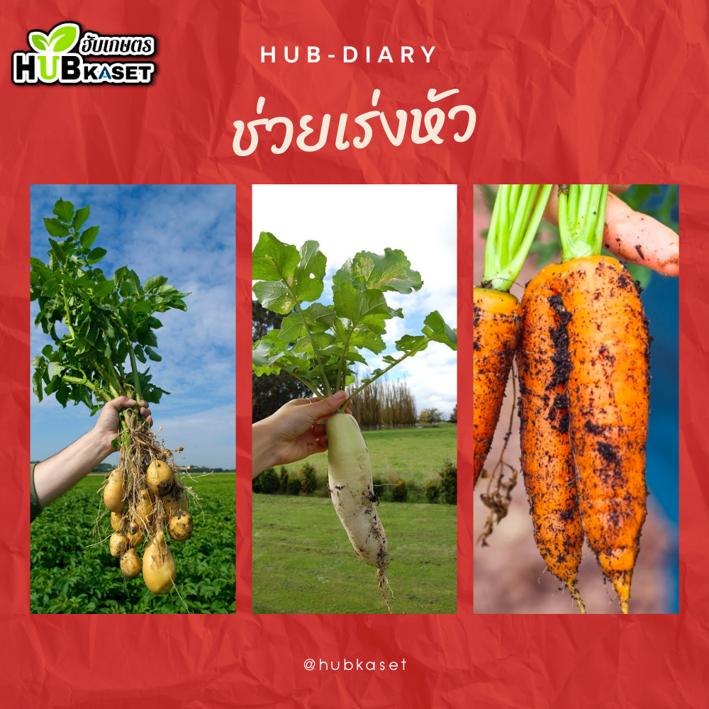 แซดโบรเกรซ 1ลิตร (แคลเซียม+โบรอนเข้มข้น) ผสมเกสร ขยายผล ขั้วเหนียว - รูปที่ 3