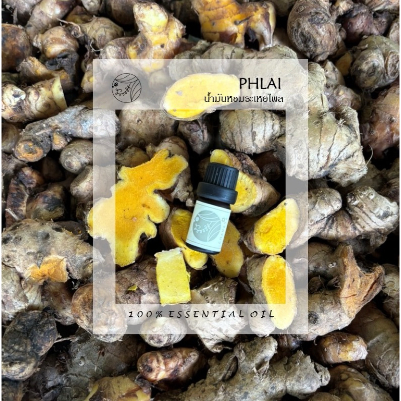 น้ำมันหอมระเหยไพล ชานาญา CHANAYA PHLAI 100% Essential oil