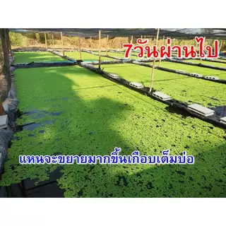 แหนแดงไมโครฟิลล่า แหนแดงเกษตร สด ใหม่ ปลอดสารพิษ แข็งแรง ไนโตรเจน โปรตีนสูง