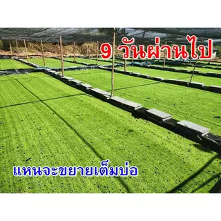 แหนแดงไมโครฟิลล่า แหนแดงเกษตร สด ใหม่ ปลอดสารพิษ แข็งแรง ไนโตรเจน โปรตีนสูง