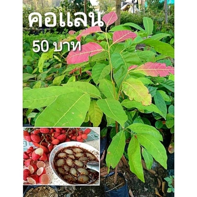 ต้นคอเเลน เเข็งเเรงพร้อมปลูก,ต้นหมากเเงว,บักเเงว,ลิ้นจี่อีสาน สินค้าเสียหายยินดีเคลมฟรี