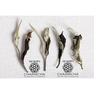 ยอดใบชาขาว พรีเมี่ยม (Premium Top Leaves White Tea) หอมมากก …