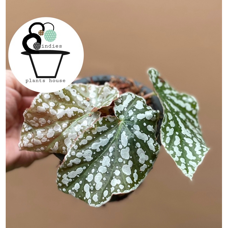 บีโกเนียลายจุด Begonia maculata /Polka dot begonia