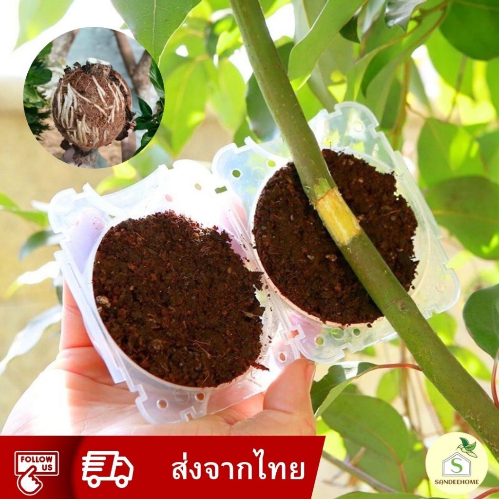 ตุ้มตอนกิ่งสีใส แบบพลาสติก ใช้ซ้ำได้ กระเปาะตอนกิ่ง