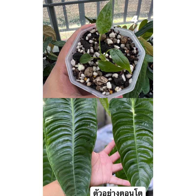 Anthurium Veitchii King (คิง) ต้นเล็ก ในรูป