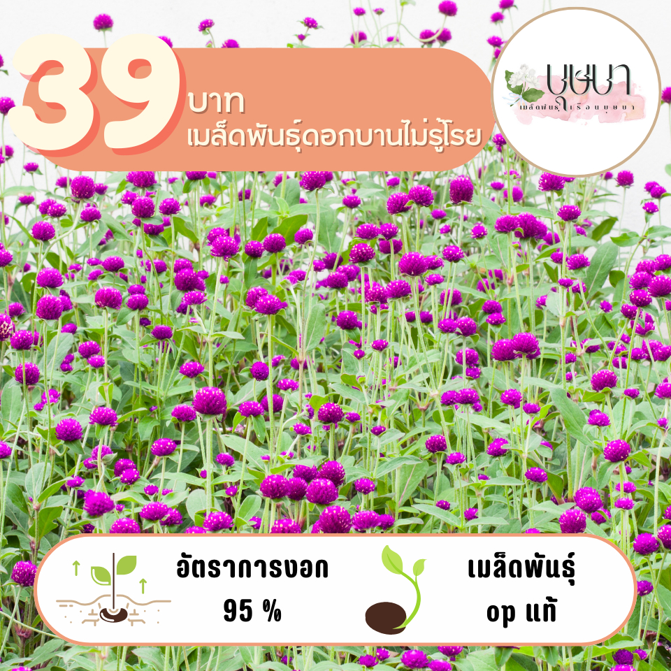 บานไม่รู้โรยสีม่วง 39บาท 200เมล็ด