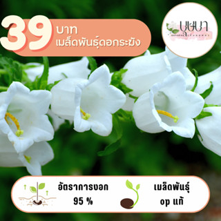 ดอกระฆัง 39บาท 300เมล็ดดด
