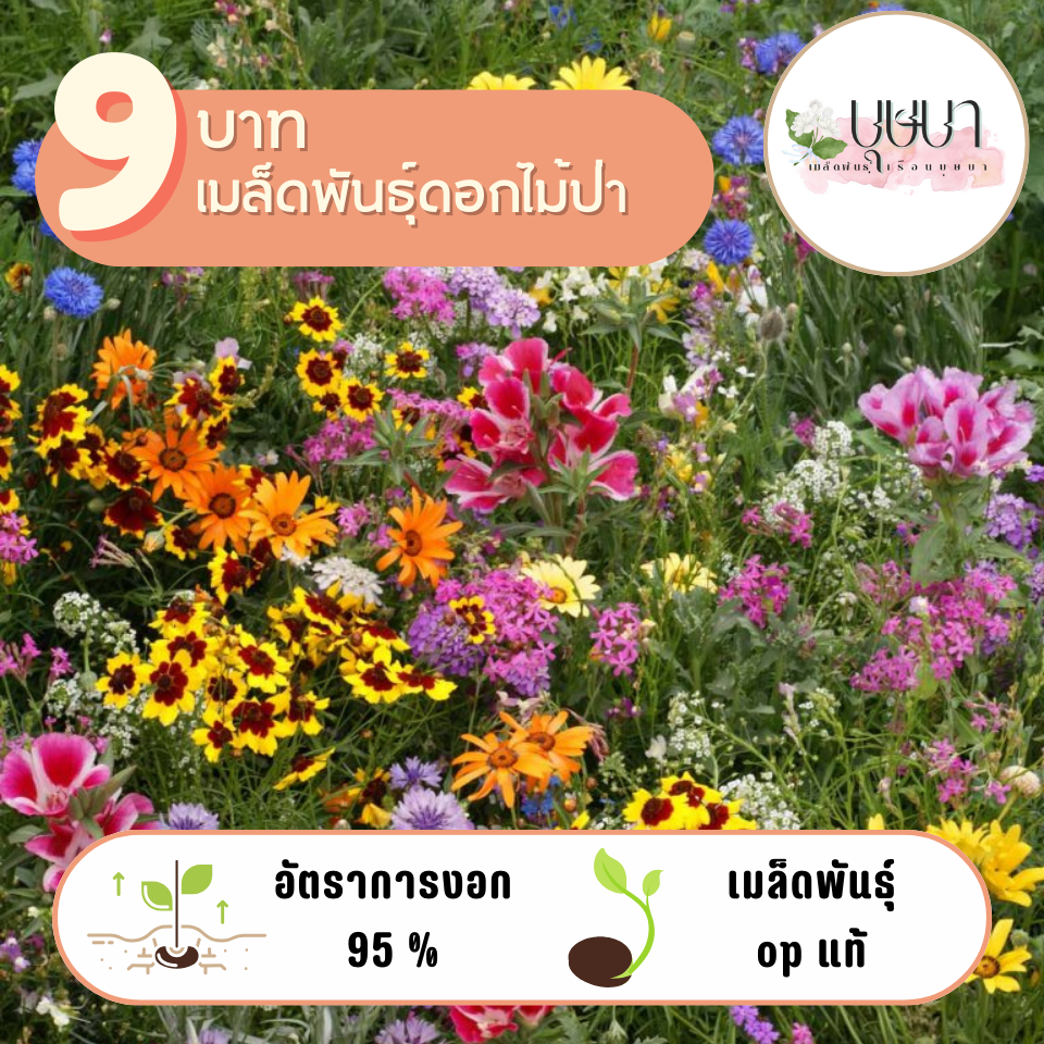 รวมดอกไม้ป่า 9 บาท 100เมล็ด