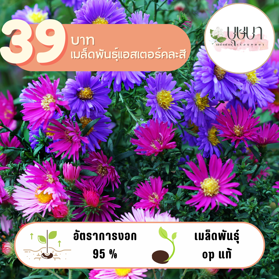 แอสเตอร์คละสี 39บาท 200เมล็ด