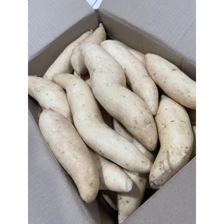 มันผักกาดขาวกิโลกรัมละ40฿เท่านั่น(คัดไซส์ คัดแมง ไร้สารเคมี)หัวสวยๆจากไร่ชมมณี