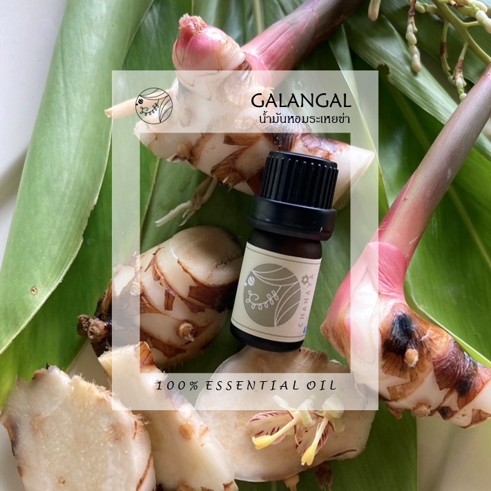 น้ำมันหอมระเหยข่า ชานาญา CHANAYA GALANGAL 100% Essential oil 5ml