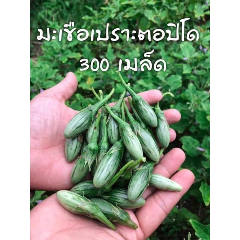 เมล็ดมะเขือเปราะตอปิโด เมล็ดพันธุ์พื้นบ้าน บรรจุ200เมล็ด