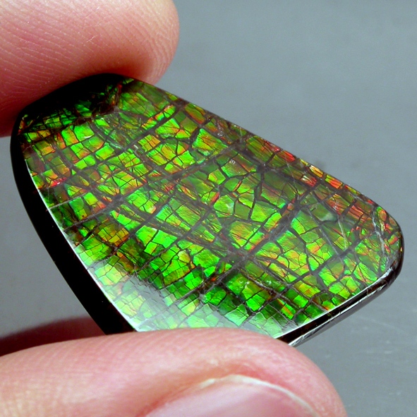 Ammolite แอมโมไลต์ (Ammolite) อัญมณีโลกล้านปีสุดหายาก อัญมณีนำโชค อัญมณีสะสม