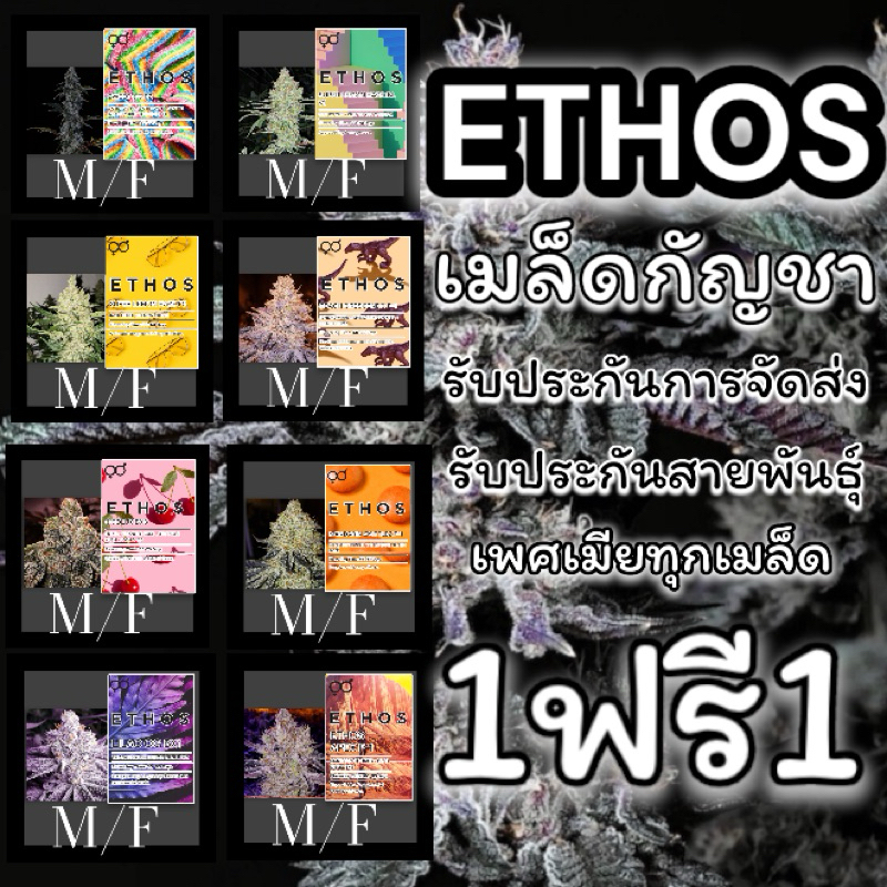 1ฟรี1 เมล็ดกัญชา (M/F) ETHOS(เพศเมีย)รับประกันการงอก รับประกันสายพันธุ์ เมล็ดกันชา เมล็ดค่าย เมล็ดหญ้า