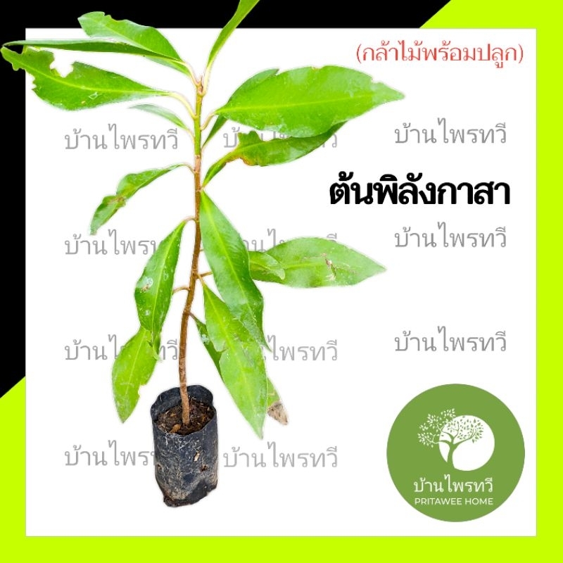 ต้นพิลังกาสา กล้าไม้พร้อมปลูก ต้นไม้ตาย เคลมฟรี รับผิดชอบเเน่นอน เหตุเฉพาะขนส่ง  ต้นพิลังกาสา