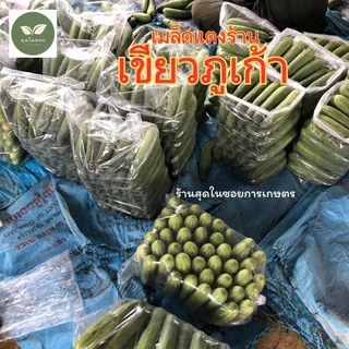 แตงร้านเขียวภูเก้า แตงร้านผลดก พร้อมส่ง