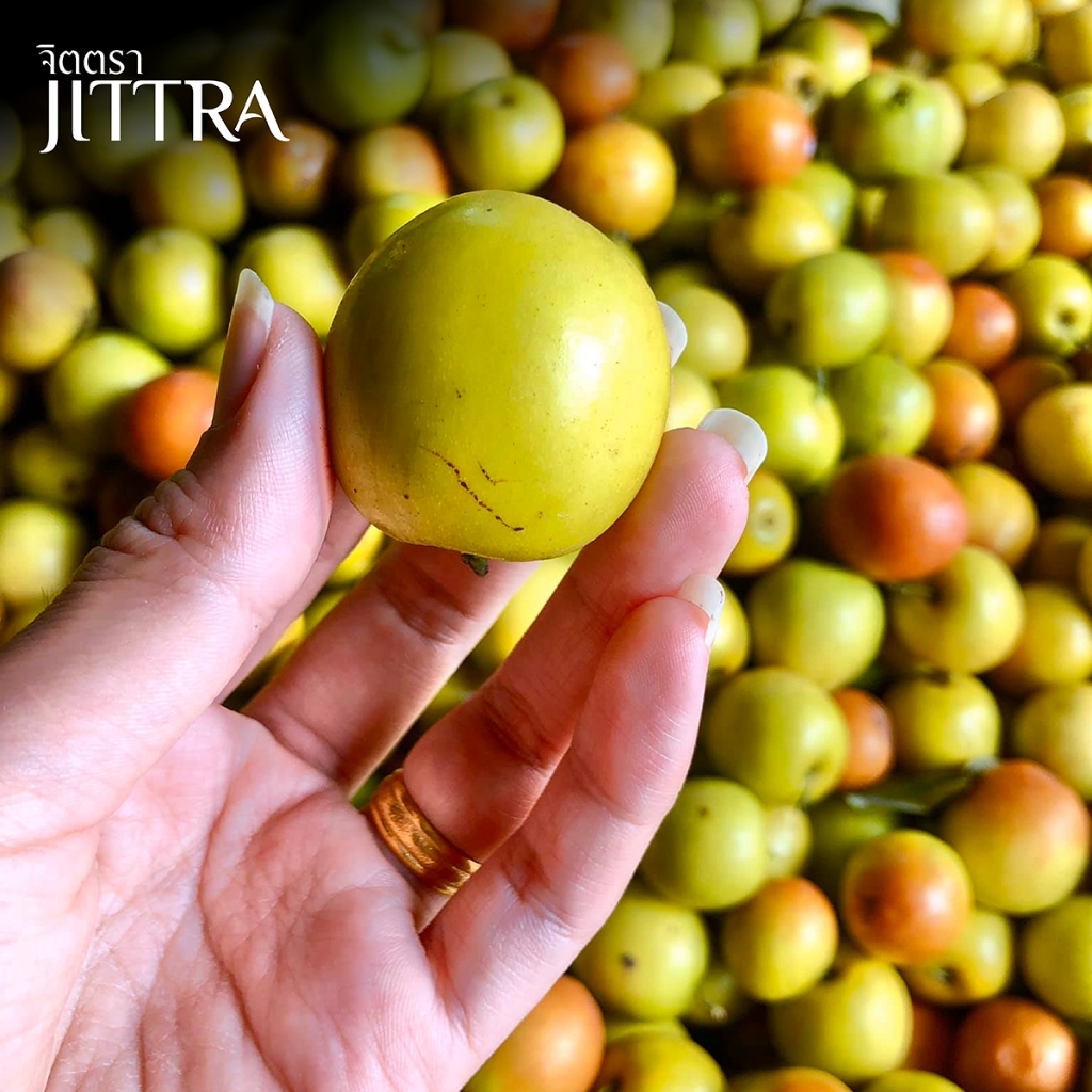 จิตตรา ต้นพันธุ์พุทราสามรส เสียบยอดสูง 60-80 ซม. ปลูกปีเดียวติดลูก พร้อมส่ง เคลมฟรี ต้นพันธุ์ผลไม้ ต้นเตี้ย ผลดก - รูปที่ 3