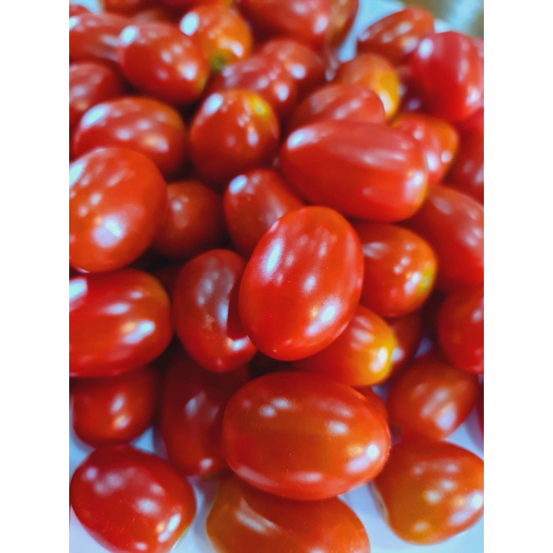 มะเขือเทศราชินีทับทิม (Cherry Ruby Tomato)