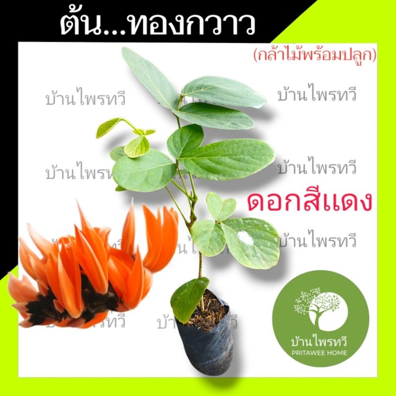 ต้นทองกวาว  ดอกสีเเดง เคลมฟรี รับผิดชอบเเน่นอน เหตุเฉพาะขนส่ง  ดอกสีเเดง ทองกวาว