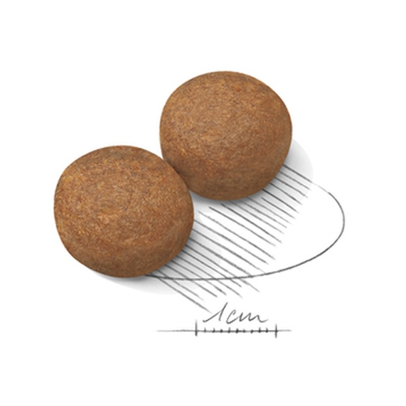 [PETClub] Royal Canin Maxi Adult - สำหรับสุนัขโต พันธุ์ใหญ่ 10kg.