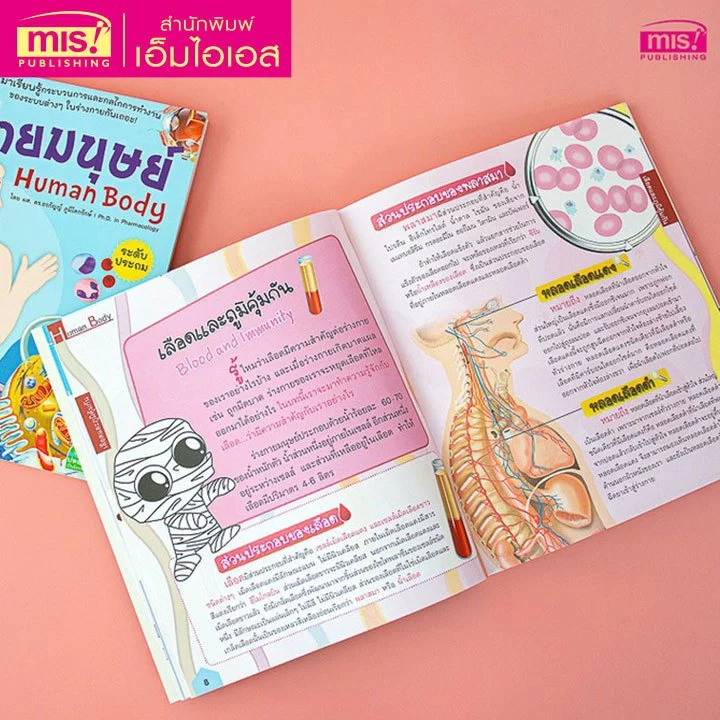 MISBOOK หนังสือระบบร่างกายมนุษย์ ระดับประถม พร้อมโมเดล Human Body และการ์ดคำศัพท์อังกฤษ-ไทย อวัยวะภายใน 11 ใบ thumbnail 9