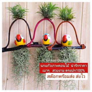 เคราฤาษีแต่ง นกแก้วตาโต(ขนาด3นิ้ว)เกาะคอนไม้