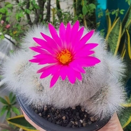 Mammillaria Guelzowiana LAU640 แมมลูกแมวไร้หนาม แคคตัส ไม้ชำหน่อ ในกระถาง 3 นิ้ว