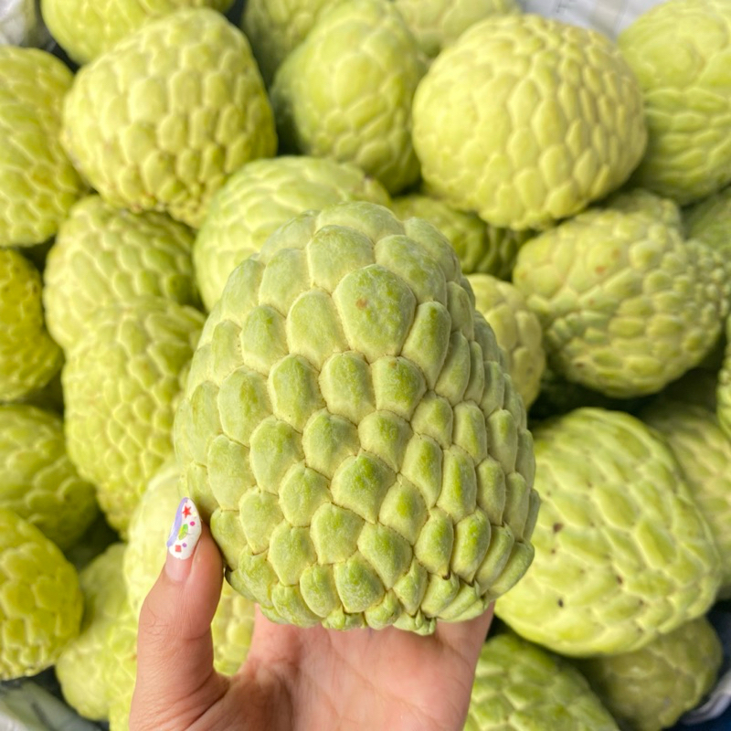 น้อยหน่าสดจากสวน พันธุ์เพชรปากช่อง 🍐🌟หอม หวาน ละมุนเนื้อเยอะเม็ดน้อย 👩🏻‍🌾 พร้อมส่ง ขนาด 3-4 ลูกโล ‼️สั่งขั้นต่ำ 2 กิโล ✅