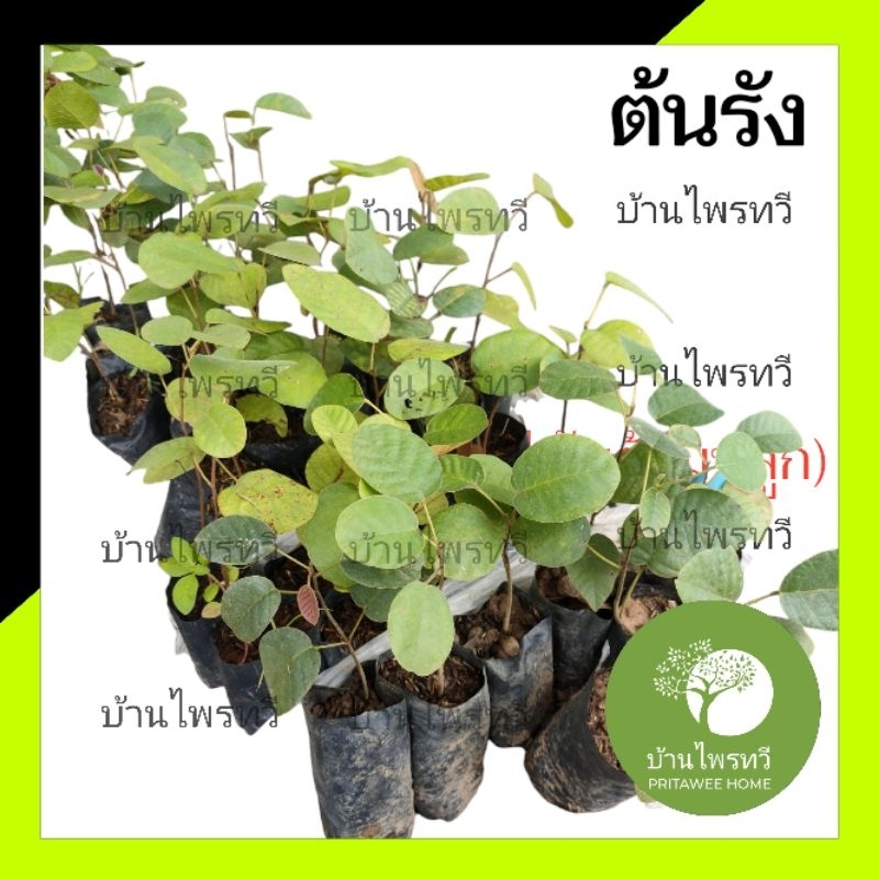 ต้นรัง  ตระกูลเดียวกับ ต้นยางนา  ต้นไม้ตาย ต้นกล้าไม้พร้อมปลูก บ้านไพรทวี ราคา ถูกที่สุด ดีลบีเคเค แกลเลอรีภาพที่ 3