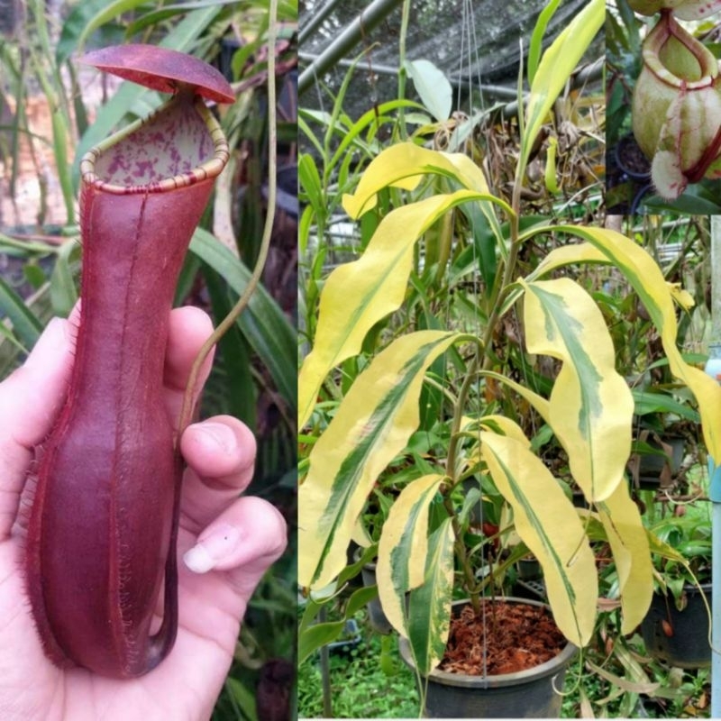 เมล็ดหม้อข้าวหม้อแกงลิงลูกผสม N.(gracilis x northiana) x [mirabilis wing x (viking x amp)] variegated
