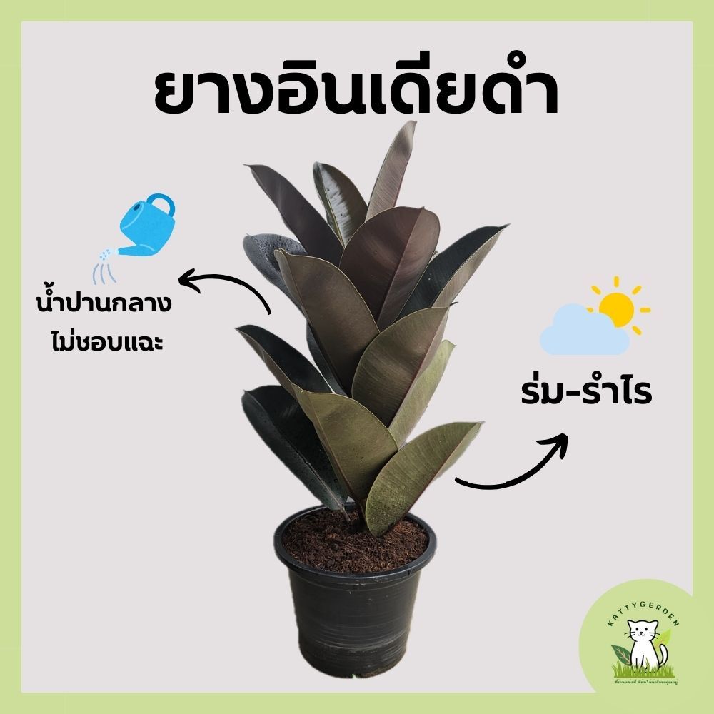 ต้นยางอินเดียดำ กระถาง 11 นิ้ว ฟอร์มใหญ่ สูง 70-85 cm. ราคา ถูกที่สุด ดีลบีเคเค รูปภาพหลัก