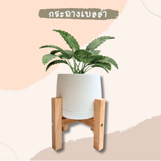 กระถางเบลล่า พร้อมขาตั้งไม้สยา เซตกระถางพร้อมขาตั้ง มินิมอล สีขาว ขนาด 5 7 9 นิ้ว ราคาถูก