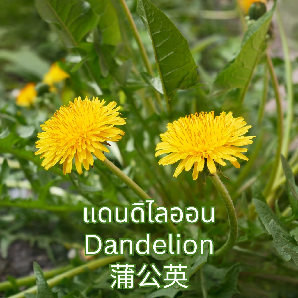 ชาใบแดนดิไลออน ตราไร่กฤติยา (Dandelion Leaf Tea) ชาสมุนไพรออร์แกนิค กลิ่นหอม ดื่มง่าย ได้มาตรฐาน