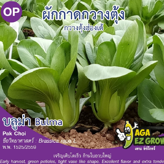 เมล็ดพันธุ์ กวางตุ้งฮ่องเต้บลูม่า ซอง 70 กรัม
