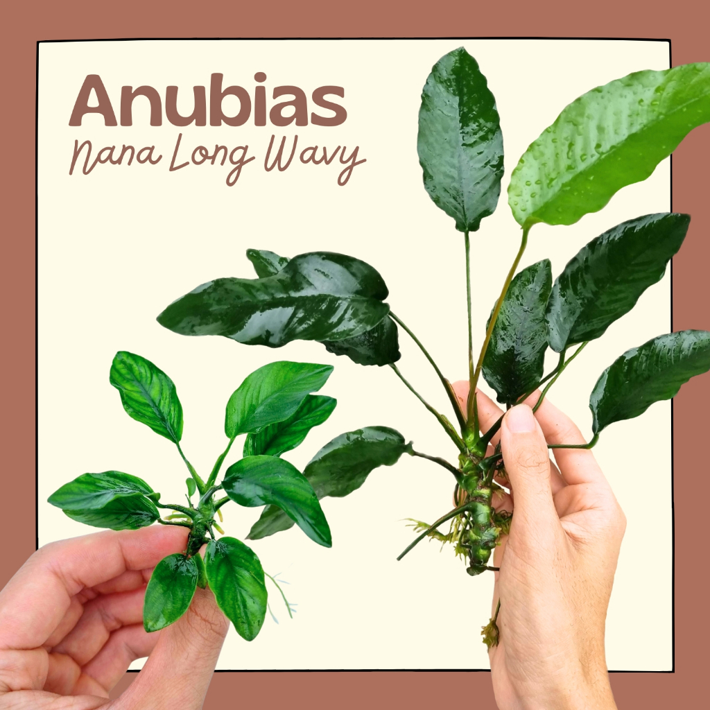 อนูเบียสใบหยัก เลือกขนาดได้ - ANUBIAS NANA ‘LONG WAVY’ ต้นไม้น้ำ