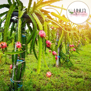 เมล็ดพันธุ์แก้วมังกร 9 บาท 300 เมล็ด