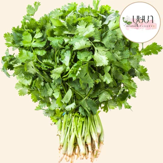 เมล็ดพันธุ์ผักชี 9บาท 400เมล็ด
