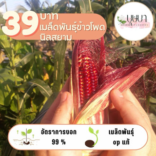 เมล็ดพันธุ์ข้าวโพดนิลสยาม 39บาท 150เมล็ด