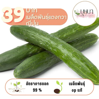 เมล็ดพันธุ์แตงกวาญี่ปุ่น 39บาท 50เมล็ด