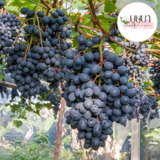เมล็ดพันธุ์องุ่นม่วง 9บาท 10เมล็ด