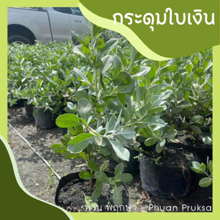 กระดุมไม้ใบเงิน Silver Boston  สูง 40-60ซม. Silver Leaved Buttonwood (ถุงชำขนาด 7 นิ้ว)