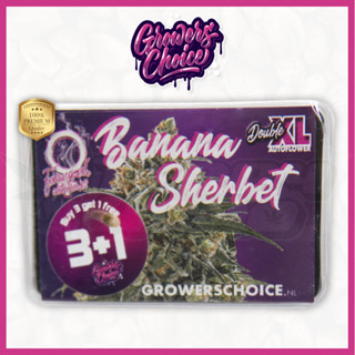 Banana Sherbet Double XL (Auto) - Growers Choice เมล็ด กัญชา นำเข้าแท้100% เมล็ดเพศเมีย